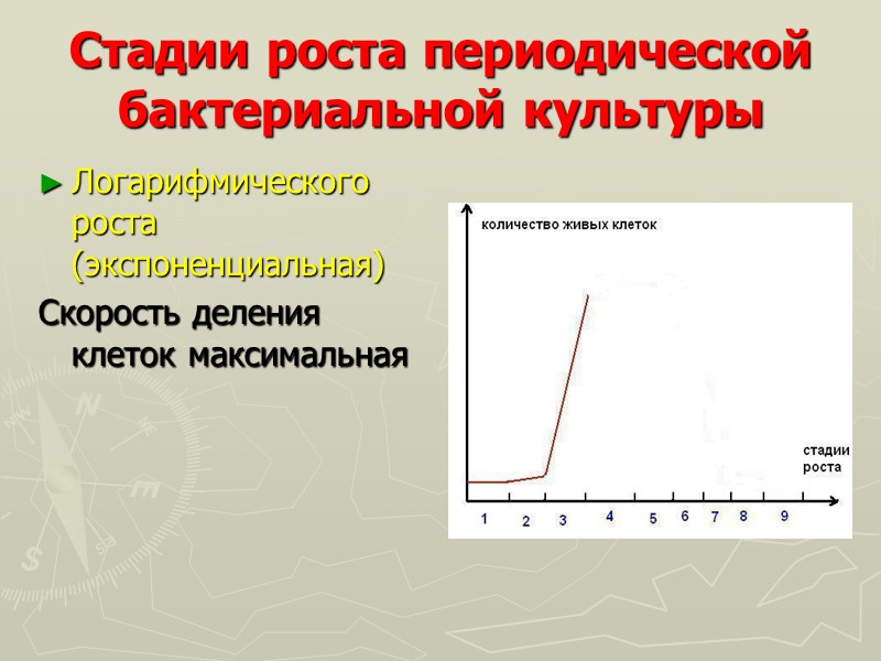 Стадии роста периодической бактериальной культуры Логарифмического роста (экспоненциальная)  Скорость деления клеток максимальная